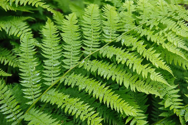 Green Fern Close Background — Stock Photo, Image