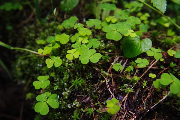 Oxalis Natural Environment — Stock Photo, Image