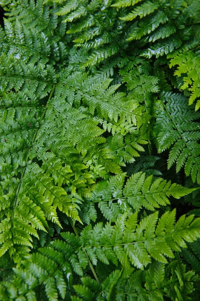 绿色的蕨类植物 关闭了背景 — 图库照片