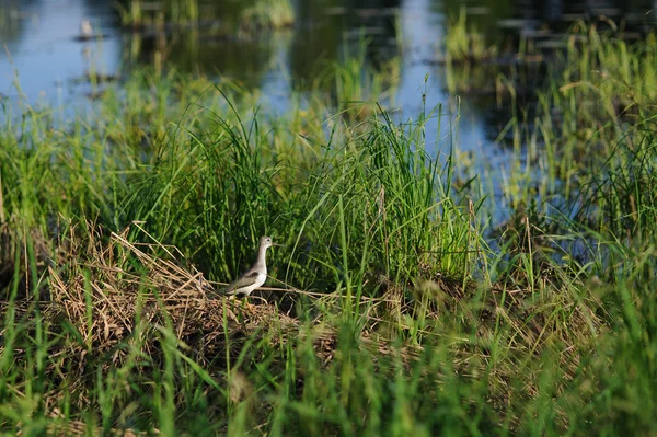 Terekruiter Zittend Het Gras Van Het Meer — Stockfoto