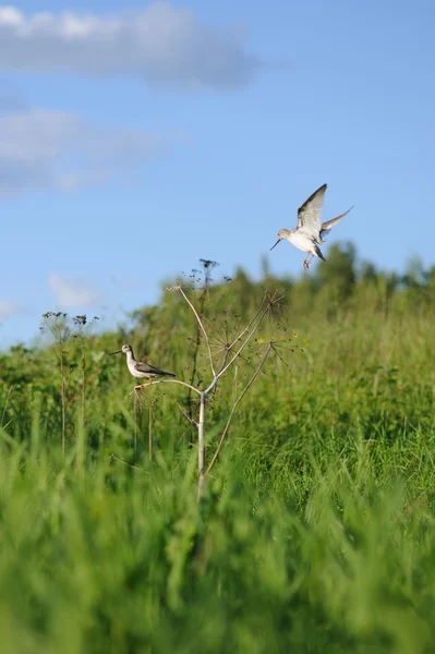 Terek Sandpipers Hierba Cerca Del Lago — Foto de Stock