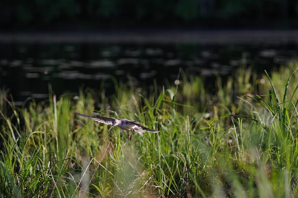 Terekruiter Tijdens Vlucht — Stockfoto