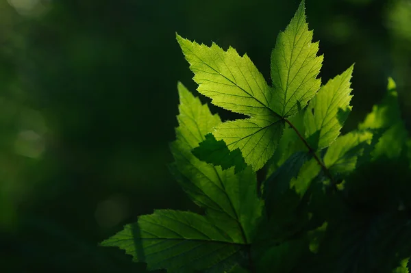 Закрыть Зеленые Листья — стоковое фото