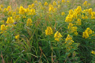 St John's wort sahada kapat.