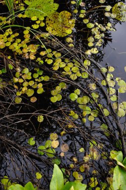 Yağmur damlaları ile Nilüfer yapraklarının göl yüzeyine yakın çekim.
