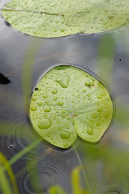 Yaprak yağmur su zambağı yakın göl yüzeyine kadar düşer.