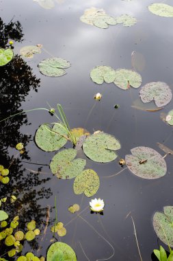 Yağmur damlaları ile Nilüfer yapraklarının göl yüzeyine yakın çekim.
