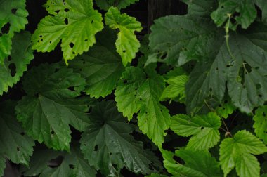 atlamaları tırtıllar yakınındaki eski bir çit tarafından yenmiş bırakır