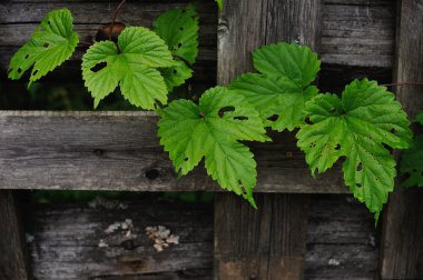 atlamaları tırtıllar yakınındaki eski bir çit tarafından yenmiş bırakır