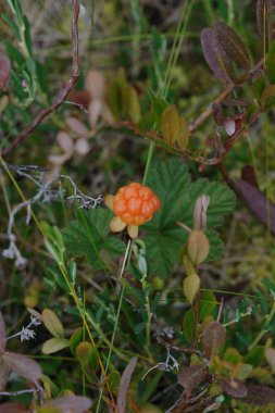 CloudBerry bataklık üzerinde Kapat.
