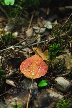 Eski sonbahar yaprakları üzerinde yağmur damlaları düşen kavak yaprağı aittir.