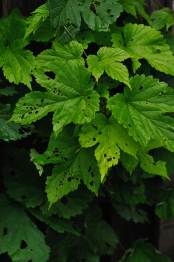 atlamaları tırtıllar yakınındaki eski bir çit tarafından yenmiş bırakır