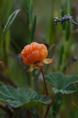 CloudBerry bataklık üzerinde Kapat.
