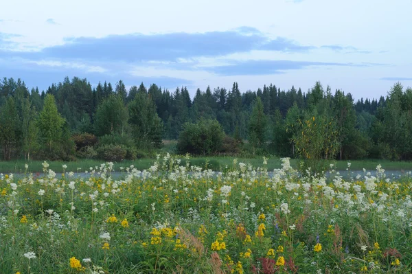 Landschaft Feld Mit Feldblumen — Stockfoto