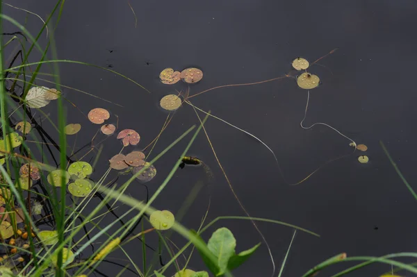 Seerosenblätter Mit Regentropfen Aus Nächster Nähe Auf Der Oberfläche Des — Stockfoto