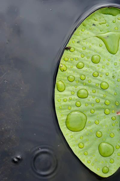 Hoja Lirio Agua Con Gotas Lluvia Cerca Superficie Del Lago —  Fotos de Stock