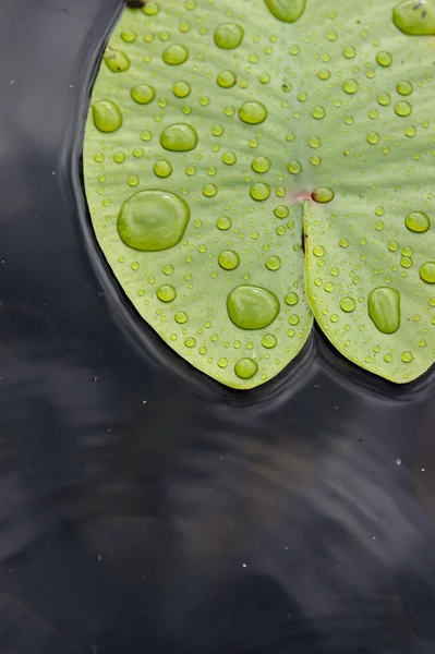 湖の表面を雨で睡蓮の葉がすぐ値下がりしました — ストック写真