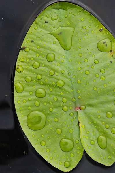 Blad Van Water Lily Met Regen Druppels Dicht Omhoog Het — Stockfoto