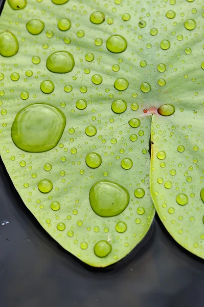 Hoja de lirio de agua . —  Fotos de Stock