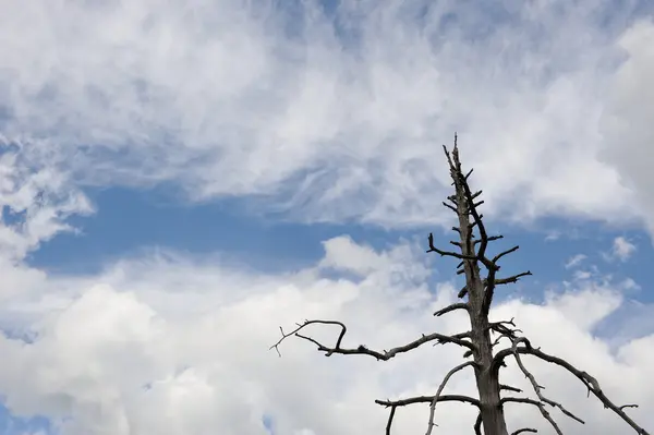 Stare Drzewo Rozciąganie Nieba — Zdjęcie stockowe