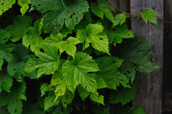 Hops Leaves Eaten Caterpillars Old Fence — Stock Photo, Image