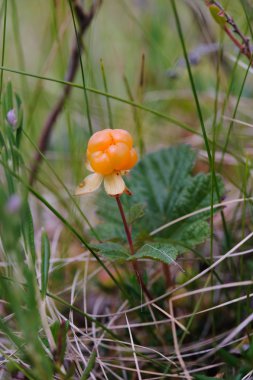 CloudBerry bataklık üzerinde Kapat.