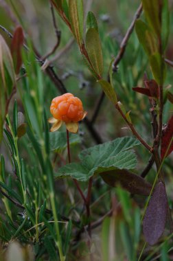 CloudBerry bataklık üzerinde Kapat.