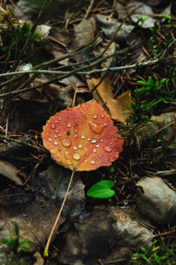 Eski sonbahar yaprakları üzerinde yağmur damlaları düşen kavak yaprağı aittir.