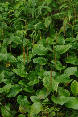 Yağmur ormanındaki plantain. Arka plan.