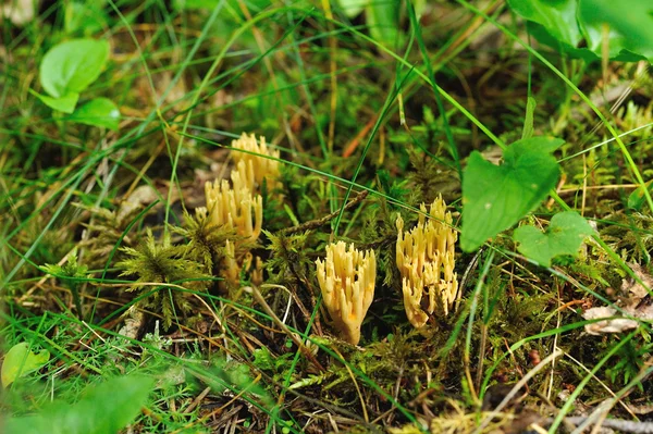 Yellow ramaria — Stock Photo, Image