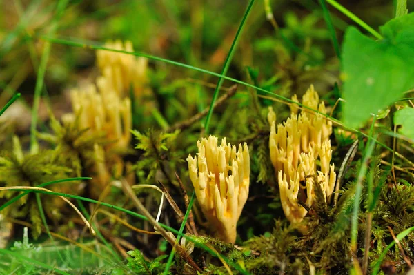 Yellow ramaria — Stock Photo, Image