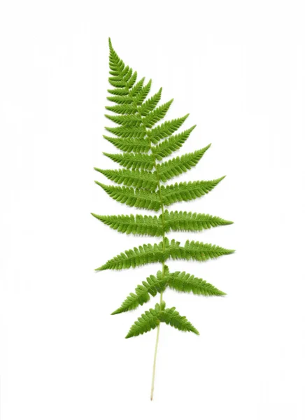 Fern — Stock Photo, Image