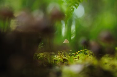 Ormandaki moss üzerinde zehirli mantarı yakın çekim