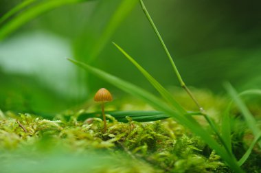 Ormandaki moss üzerinde zehirli mantarı yakın çekim