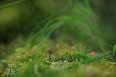 Ormandaki moss üzerinde zehirli mantarı yakın çekim