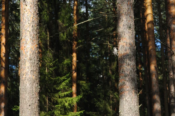 Carpintero Bosque Pinos — Foto de Stock