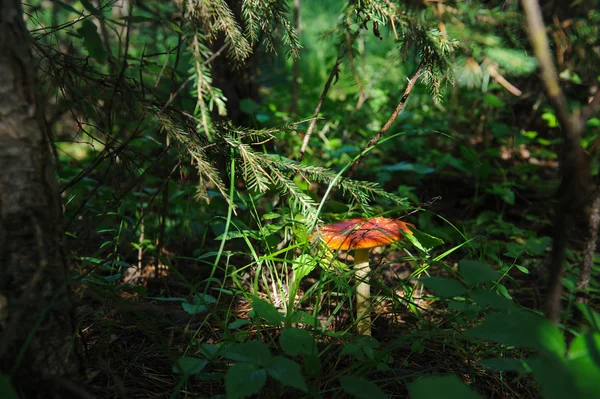 Fliegenpilz Wald Aus Nächster Nähe — Stockfoto