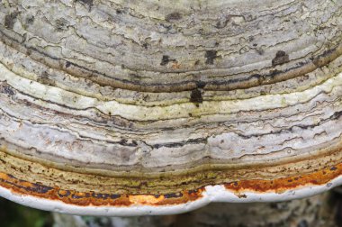 Raf mantar yakın kadar arka plan.