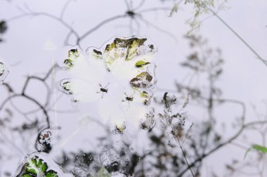 İki su sineklerinin ve bitkilerin yansımaları ile gölet yüzeyinin. Sualtı ve hava alanların arasında soyut bir alan olarak.