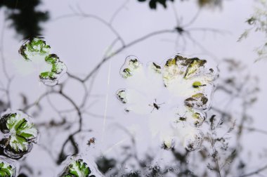 İki su sineklerinin ve bitkilerin yansımaları ile gölet yüzeyinin. Sualtı ve hava alanların arasında soyut bir alan olarak.