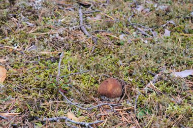 Yosun dışarı büyüdü küçük görünür zor çörek.
