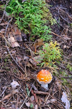 Sinek agaric ormana yakın çekim.