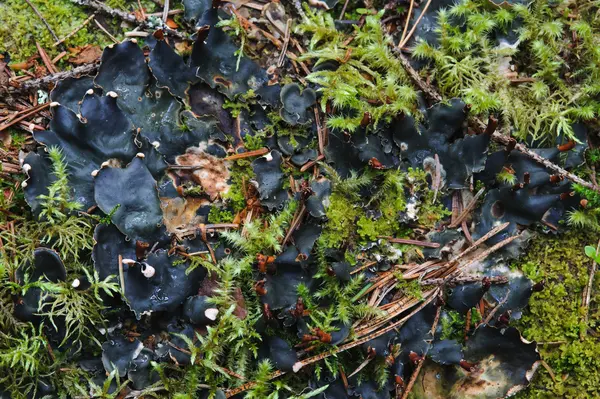 Mousse Lichen Forêt Arrière Plan Rapproché — Photo