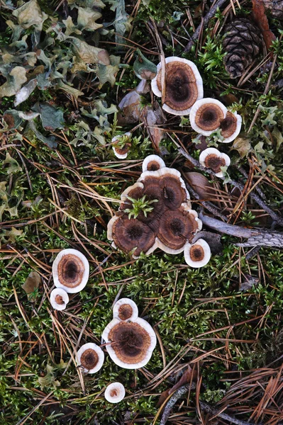 Moss Liquen Suelo Del Bosque Cerca — Foto de Stock