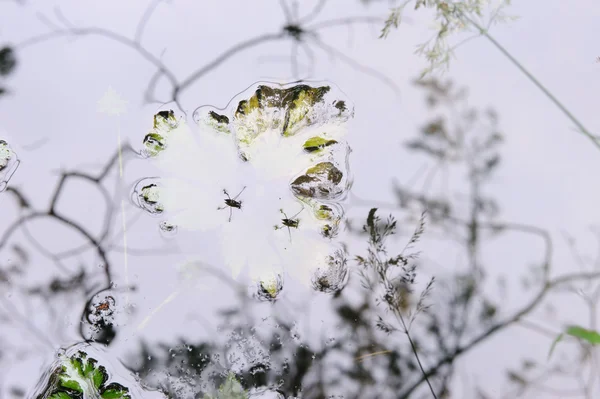 İki su sineklerinin ve bitkilerin yansımaları ile gölet yüzeyinin. Sualtı ve hava alanların arasında soyut bir alan olarak.