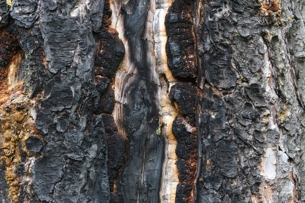 Bränd furu yta — Stockfoto