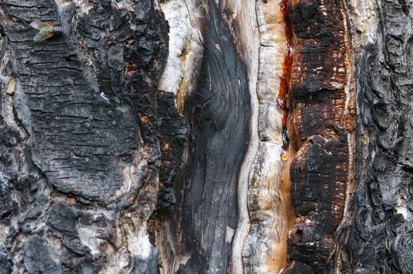 Bliska Tła Powierzchni Drzewo Spalony Sosna — Zdjęcie stockowe