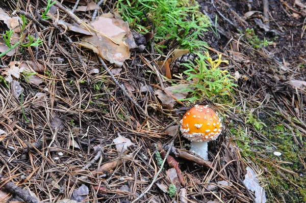 Fly Agaric Forest Close — Stock Photo, Image