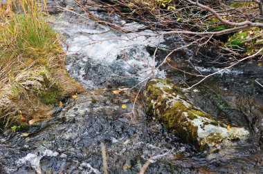 Alt kutup ural Dağları'nın Creek.