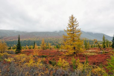 Alt kutup ural Dağları. Tundra manzara